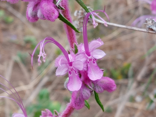 Trichostema lanatum