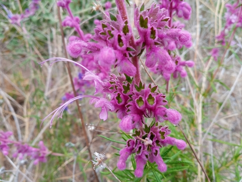 Trichostema lanatum
