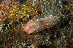 Facelina