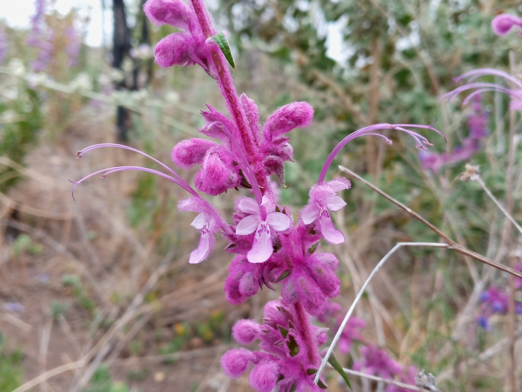 Trichostema lanatum, Agua Dulce, CA 91390, USA