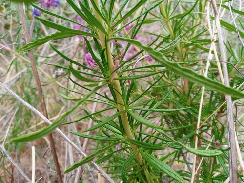 Trichostema lanatum