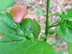 Celticecis celtiphyllia
