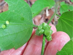 Celticecis celtiphyllia