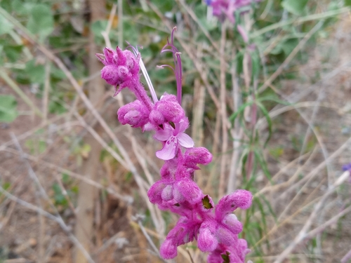 Trichostema lanatum
