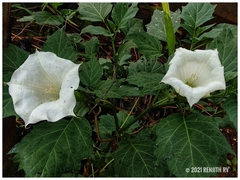 Datura metel