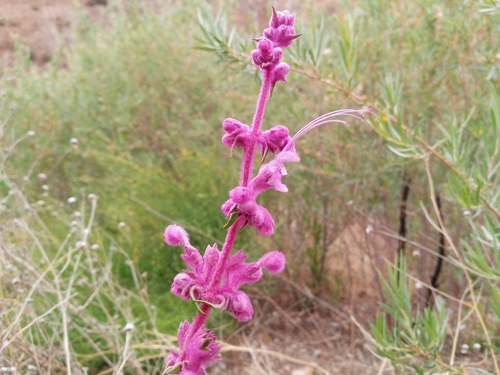 Trichostema lanatum