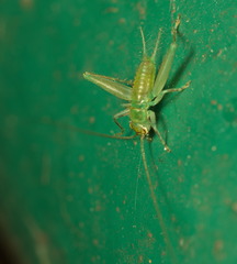 Trigonidiinae