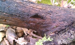 Anadenulus cockerelli