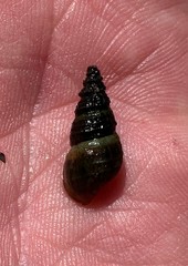 Elimia nassula