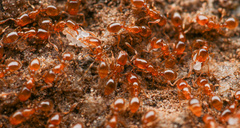 Solenopsis validiuscula
