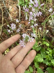 Allium bisceptrum