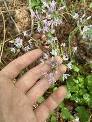 Allium bisceptrum