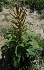 Amaranthus