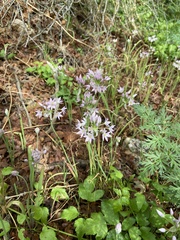 Allium bisceptrum