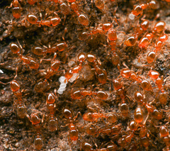 Solenopsis validiuscula