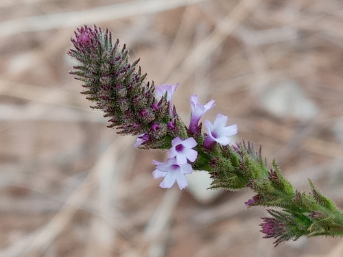 Image of Verbena gemmea by (c) Daniel S., some rights reserved (CC BY)