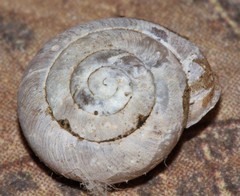 Inflectarius inflectus