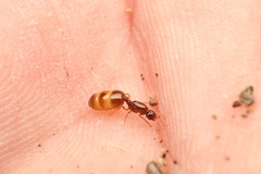 Solenopsis validiuscula