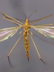 Gonomyia