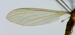 Gonomyia
