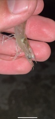 Penaeus aztecus