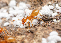 Lasius colei