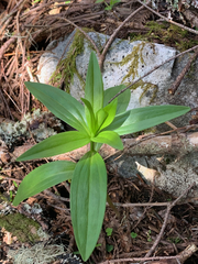 Lilieae