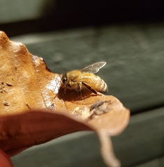 Apocephalus borealis