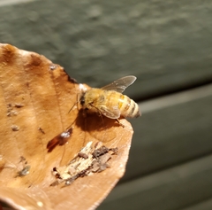 Apocephalus borealis