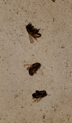 Apocephalus borealis