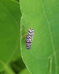 Agrosoma placetis