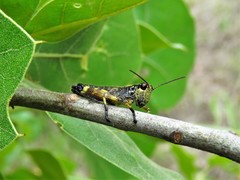 Dendrotettix quercus