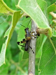 Dendrotettix quercus
