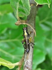 Dendrotettix quercus