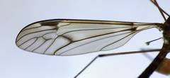 Leptotarsus cubitalis