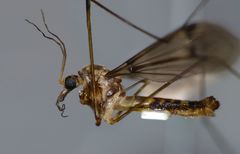 Leptotarsus cubitalis