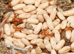 Lasius colei