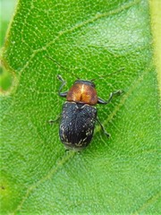 Pachybrachis luridus