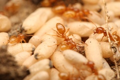 Lasius colei