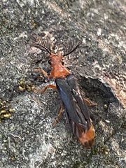 Zarhipis integripennis