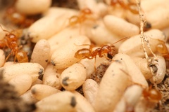 Lasius colei