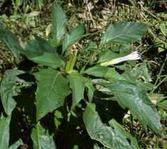 Datura stramonium