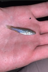 Fundulus grandis