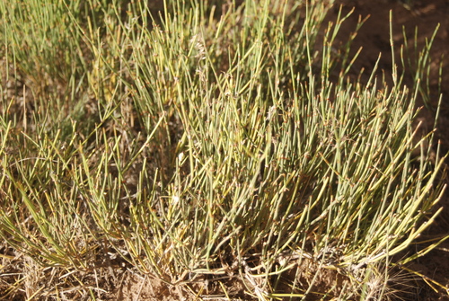 Image of Ephedra cutleri by (c) Loren Cassin Sackett, some rights reserved (CC BY)