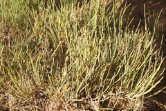 Ephedra cutleri