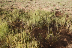 Ephedra cutleri