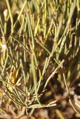 Ephedra cutleri