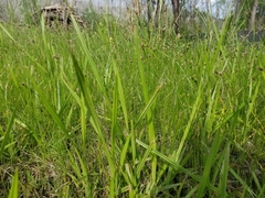 Carex microdonta