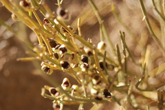 Ephedra cutleri