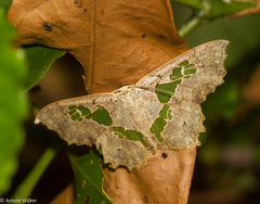 Trygodes solaniferata